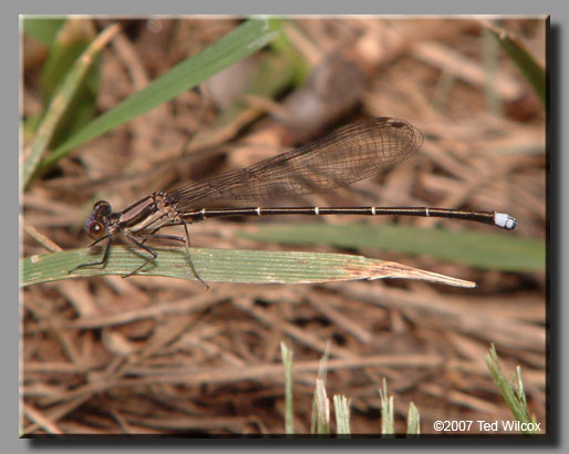 Blue-tipped Dancer (Argia tibialis)