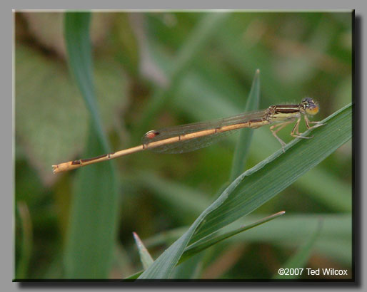 Citrine Forktail (Ischnura hastata)