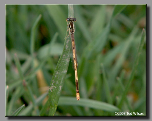 Citrine Forktail (Ischnura hastata)