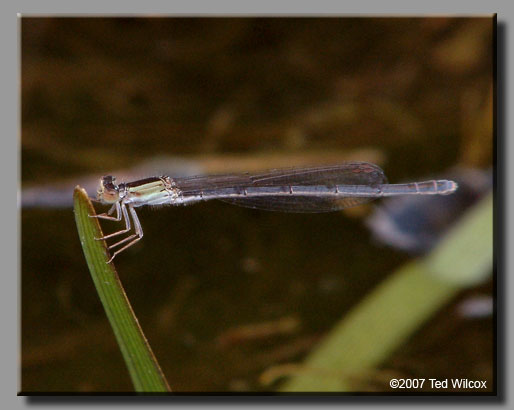 Citrine Forktail (Ischnura hastata)