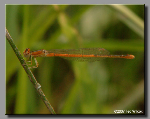 Citrine Forktail (Ischnura hastata)