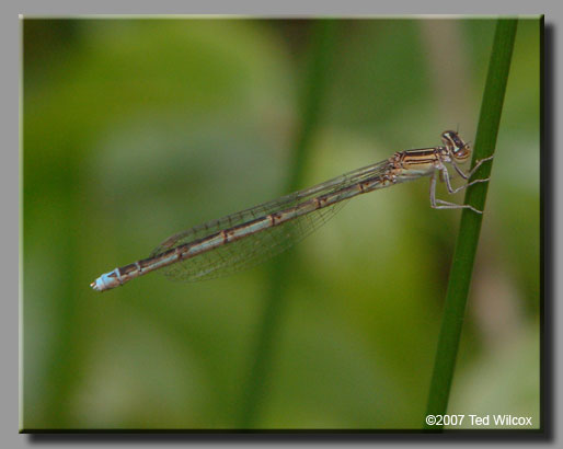Double-striped Bluet (Enallagma basidens)