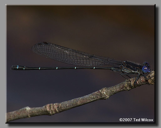 Dusky Dancer (Argia translata)