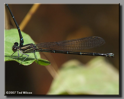 Dusky Dancer (Argia translata)