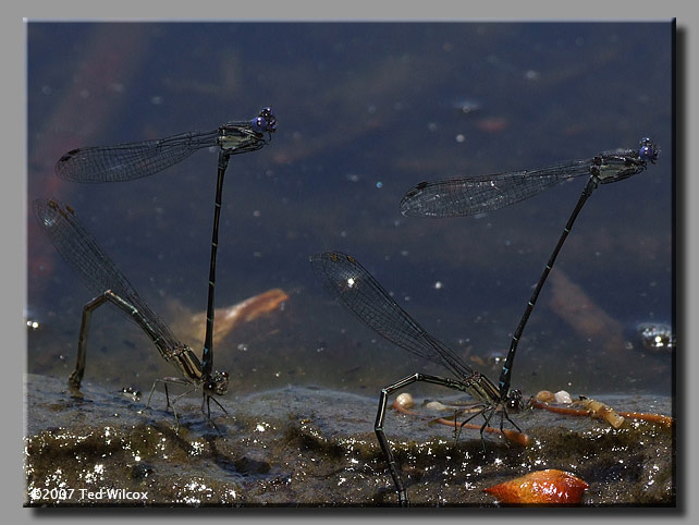 Dusky Dancer (Argia translata)
