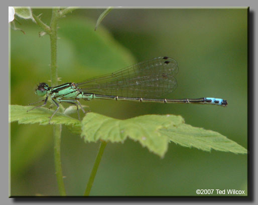 Eastern Forktail (Ischnura verticalis)
