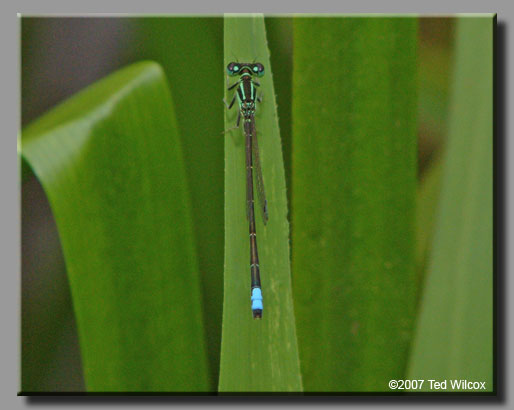 Eastern Forktail (Ischnura verticalis)