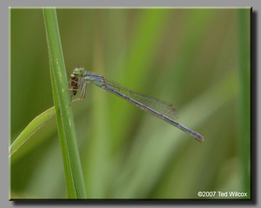 Eastern Forktail (Ischnura verticalis)