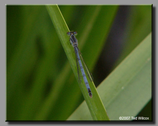 Eastern Forktail (Ischnura verticalis)