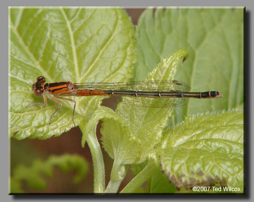 Eastern Forktail (Ischnura verticalis)