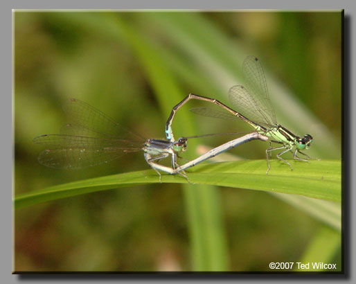 Eastern Forktail (Ischnura verticalis)
