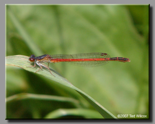 Eastern Red Damsel (Amphiagrion saucium)
