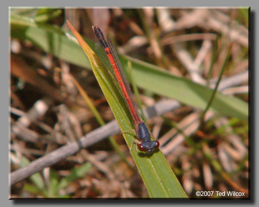 Eastern Red Damsel (Amphiagrion saucium)