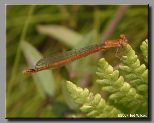Eastern Red Damsel (Amphiagrion saucium)