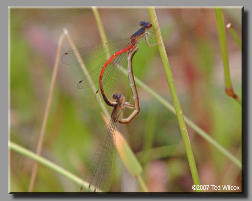 Eastern Red Damsel (Amphiagrion saucium)