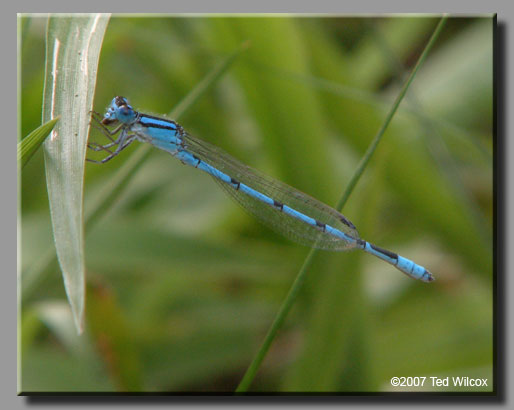 Familiar Bluet (Enallagma civile)