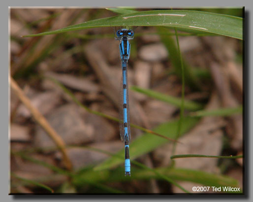 Familiar Bluet (Enallagma civile)