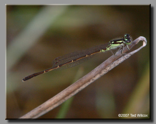 Fragile Forktail (Ischnura posita)