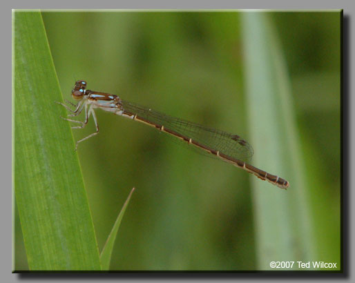 Fragile Forktail (Ischnura posita)