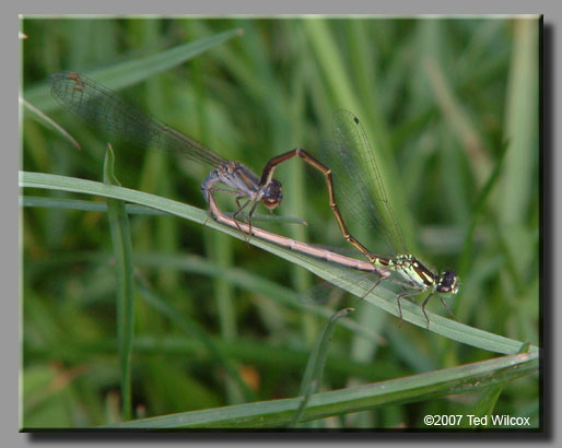 Fragile Forktail (Ischnura posita)