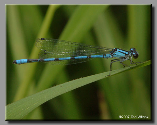 Hagen's Bluet (Enallagma hageni)