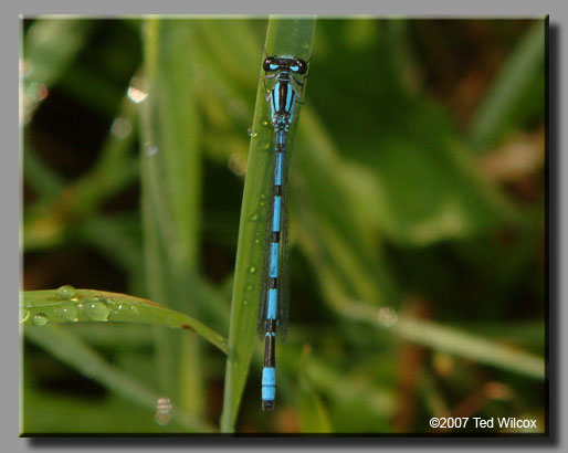 Hagen's Bluet (Enallagma hageni)