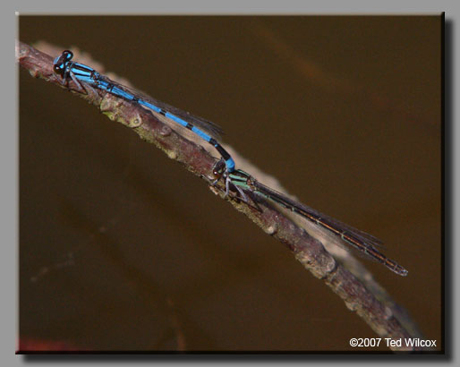 Hagen's Bluet (Enallagma hageni)