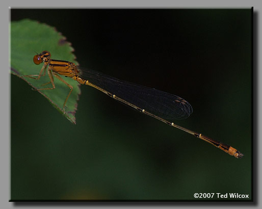 Orange Bluet (Ennallagma signatum)