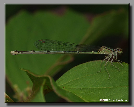 Orange Bluet (Ennallagma signatum)