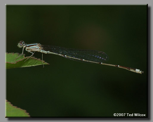 Orange Bluet (Ennallagma signatum)