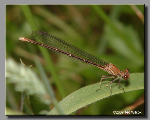 Powdered Dancer (Argia moesta)