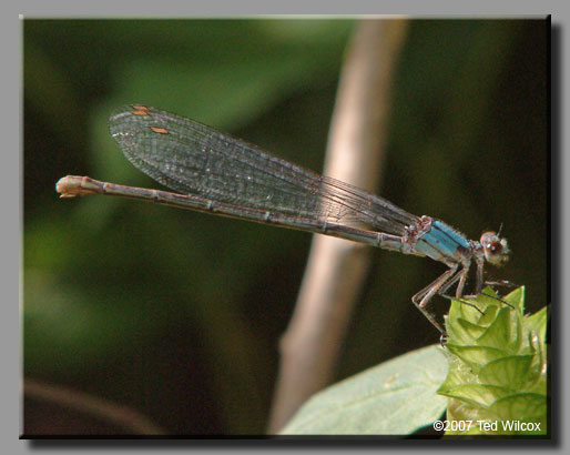 Powdered Dancer (Argia moesta)