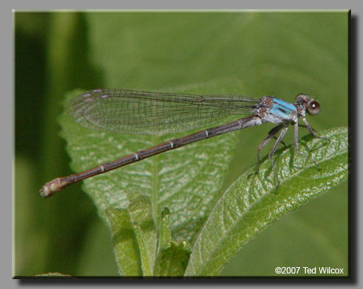 Powdered Dancer (Argia moesta)
