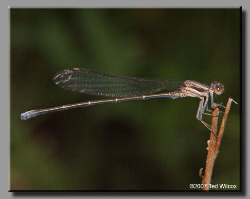 Powdered Dancer (Argia moesta)