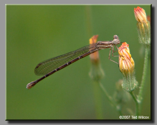Powdered Dancer (Argia moesta)