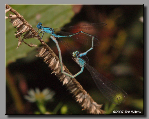 Slender Bluet (Enallagma traviatum)