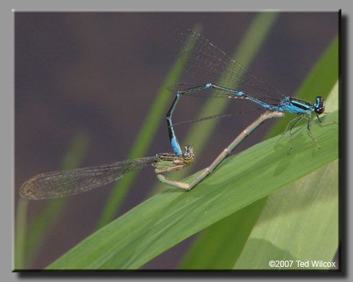 Stream Bluet (Enallagma exsulans)