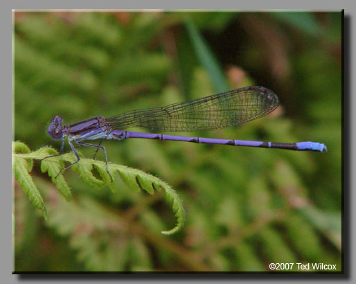 Variable Dancer (Argia fumipennis)