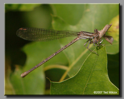 Variable Dancer (Argia fumipennis)