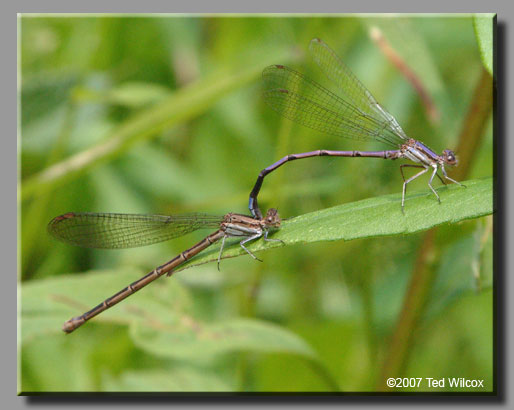 Variable Dancer (Argia fumipennis)