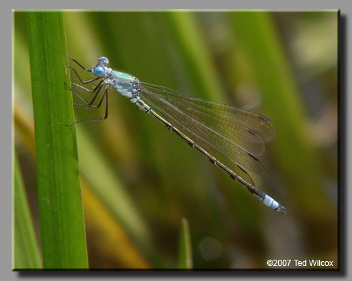 Amber-winged Spreadwing (Lestes eurinus)