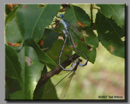 Amber-winged Spreadwing (Lestes eurinus)