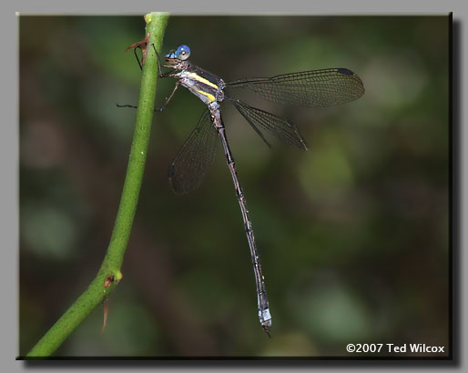 Great Spreadwing (Archilestes grandis)