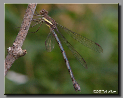 Great Spreadwing (Archilestes grandis)