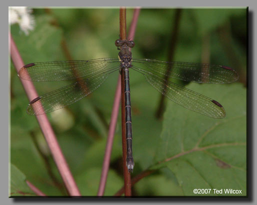 Great Spreadwing (Archilestes grandis)