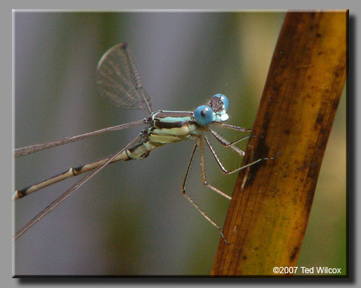 Slender Spreadwing (Lestes rectangularis)