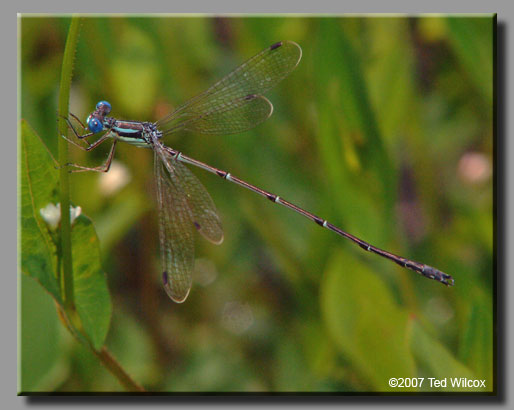 Slender Spreadwing (Lestes rectangularis)