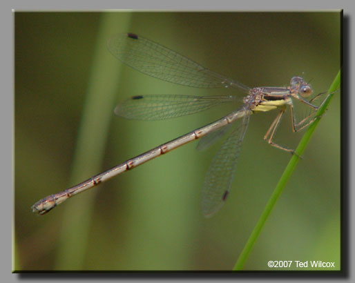 Slender Spreadwing (Lestes rectangularis)