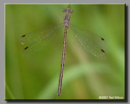 Slender Spreadwing (Lestes rectangularis)