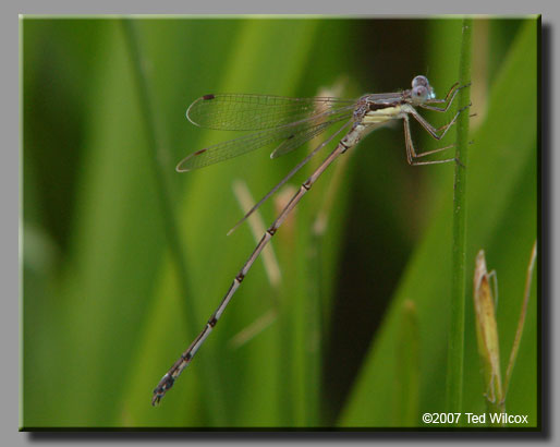 Slender Spreadwing (Lestes rectangularis)